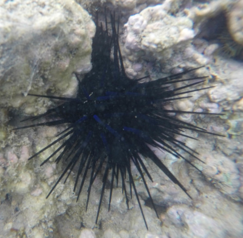 Diadematidae