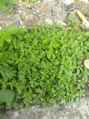 Chenopodium album