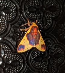 Amaxia flavicollis