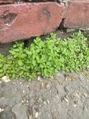 Chenopodium album