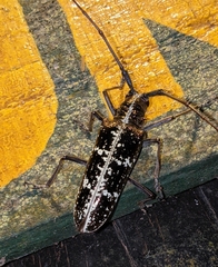 Taeniotes praeclarus