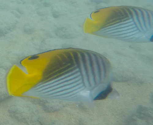 Chaetodon auriga