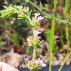 Clinopodium chinense