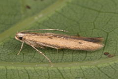 Batrachedra pinicolella