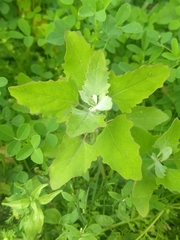 Chenopodium album