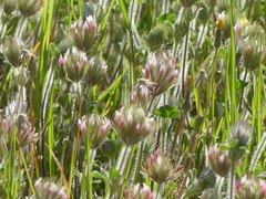 Trifolium stellatum