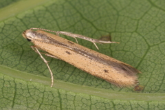 Batrachedra pinicolella