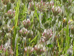 Trifolium stellatum