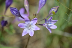Triteleia bridgesii