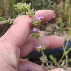 Clinopodium chinense