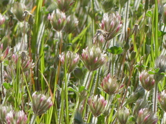 Trifolium stellatum
