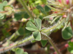 Trifolium stellatum