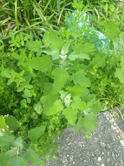 Chenopodium album