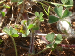 Trifolium stellatum
