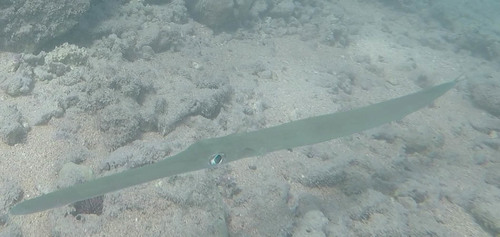 Fistularia commersonii