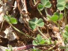 Trifolium stellatum