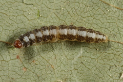 Batrachedra praeangusta