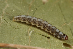 Batrachedra praeangusta