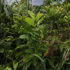 Alyxia monticola