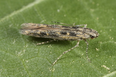 Batrachedra praeangusta