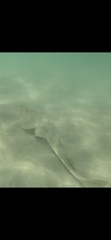 Pseudobatos lentiginosus