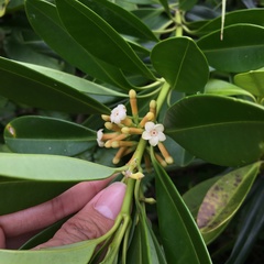 Alyxia monticola