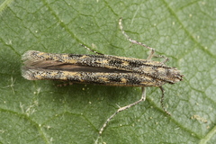 Batrachedra praeangusta