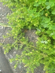Lepidium didymum