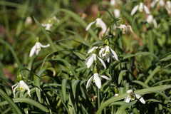 Galanthus nivalis