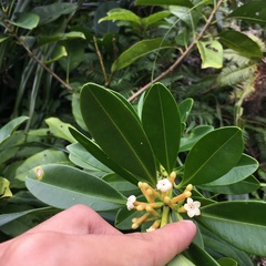 Alyxia monticola
