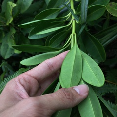 Alyxia monticola