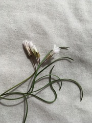 Cardamine dissecta