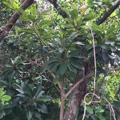 Elaeocarpus argenteus