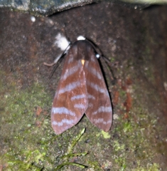 Pachydota