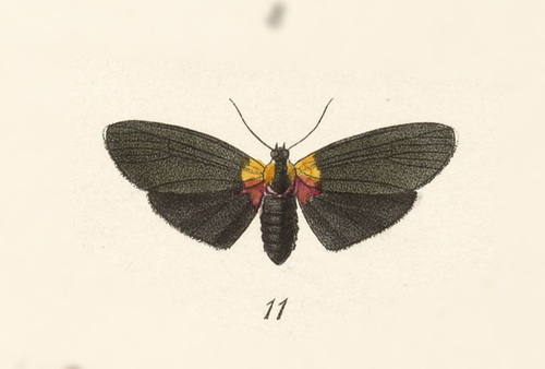 Tuina cingulata