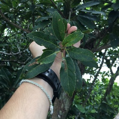 Elaeocarpus argenteus