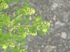 Lepidium didymum