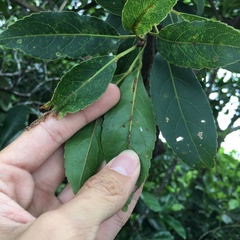 Elaeocarpus argenteus