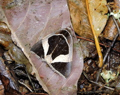 Fodina stola
