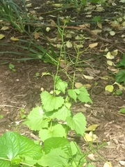 Alliaria petiolata