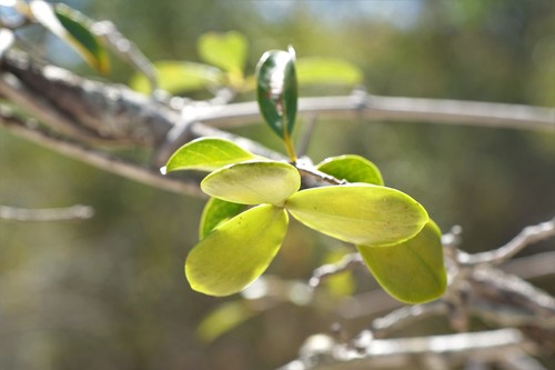 Loeseneriella urceolus (Loeseneriella urceolus)