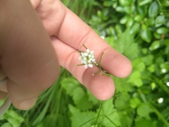 Alliaria petiolata