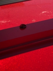 Coleoptera