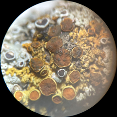 Didymocyrtis xanthomendozae