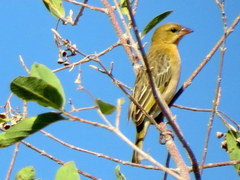 Ploceus velatus caurinus