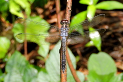 Cratilla lineata