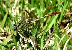 Arigomphus submedianus