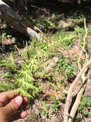 Pedicularis bracteosa paysoniana