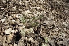 Psephellus marschallianus