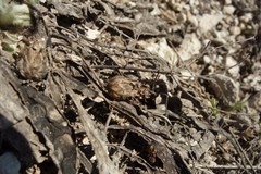 Psephellus marschallianus